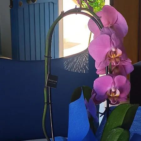 Haiku アパート カーラゴノネ